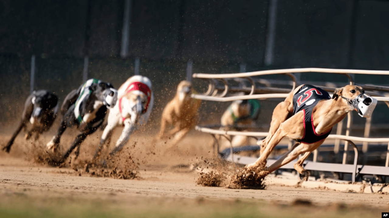 carreras-de-galgos