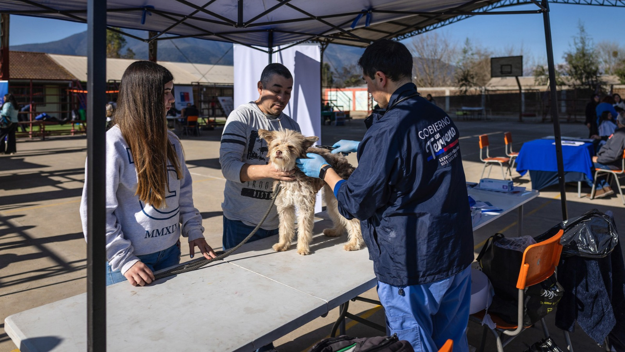 operativo-animales-melipilla