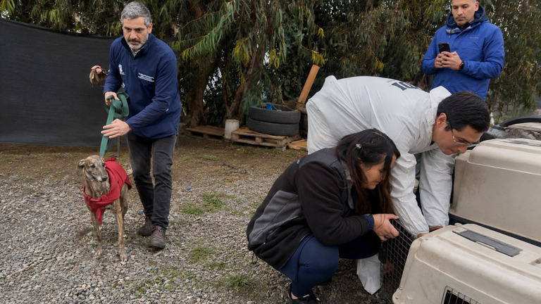 rescate-perros-mallarauco