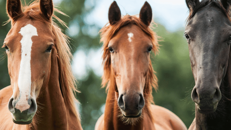 trazabilidad-equina-sag