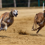 carreras-galgos-congreso