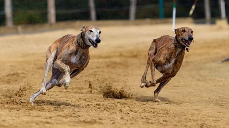 carreras-galgos-congreso
